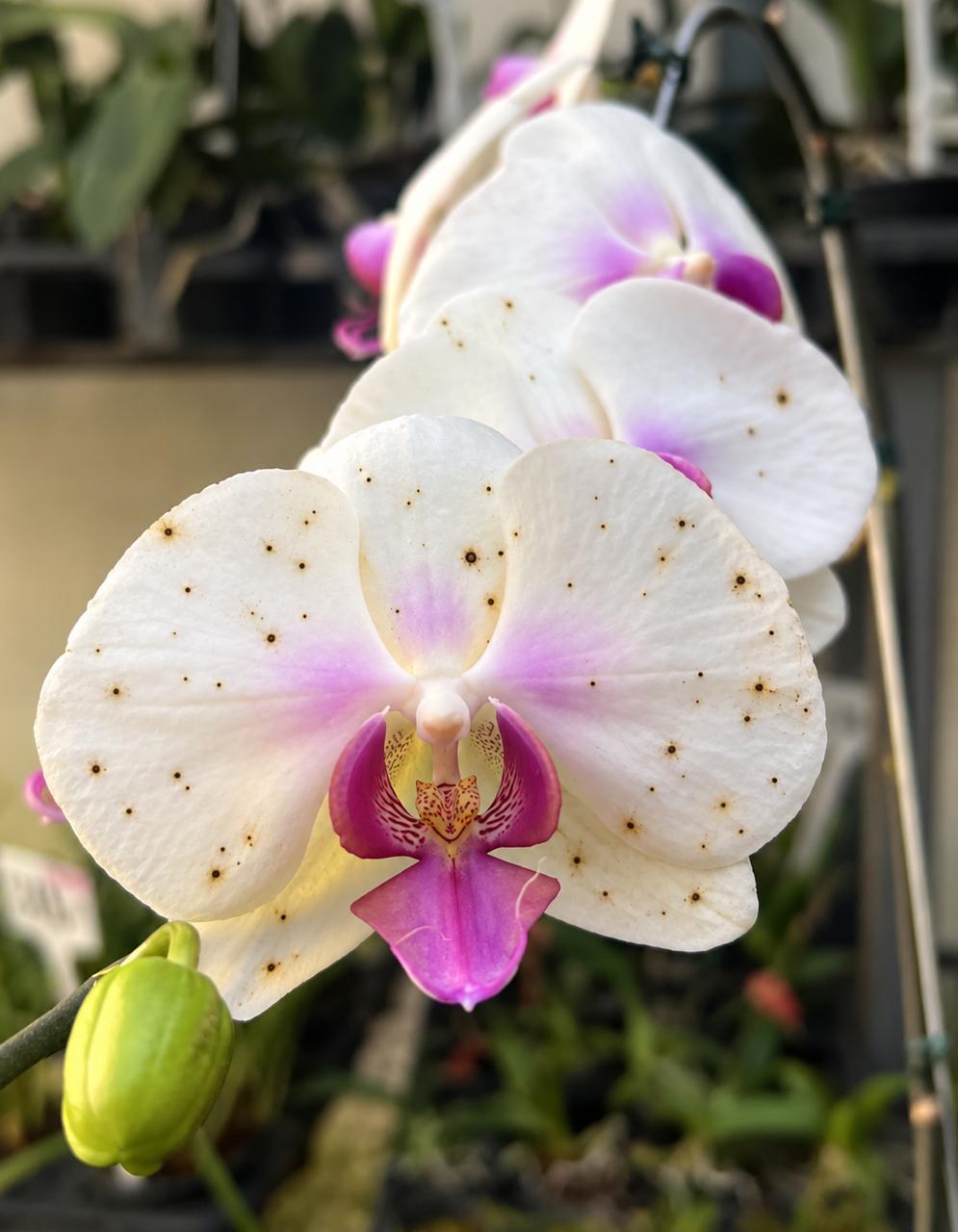 Flor de orquídea branca com pequenos pontos escuros nas pétalas