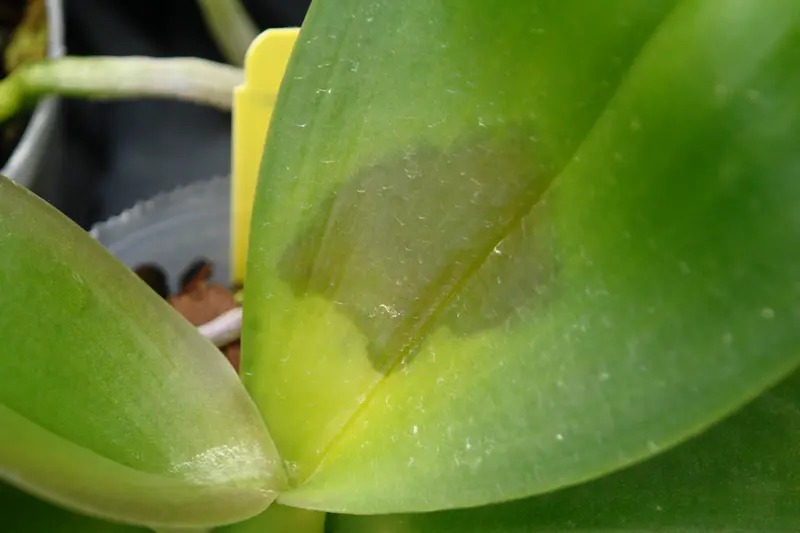 Folha de orquídea com alteração bacteriana e necrose
